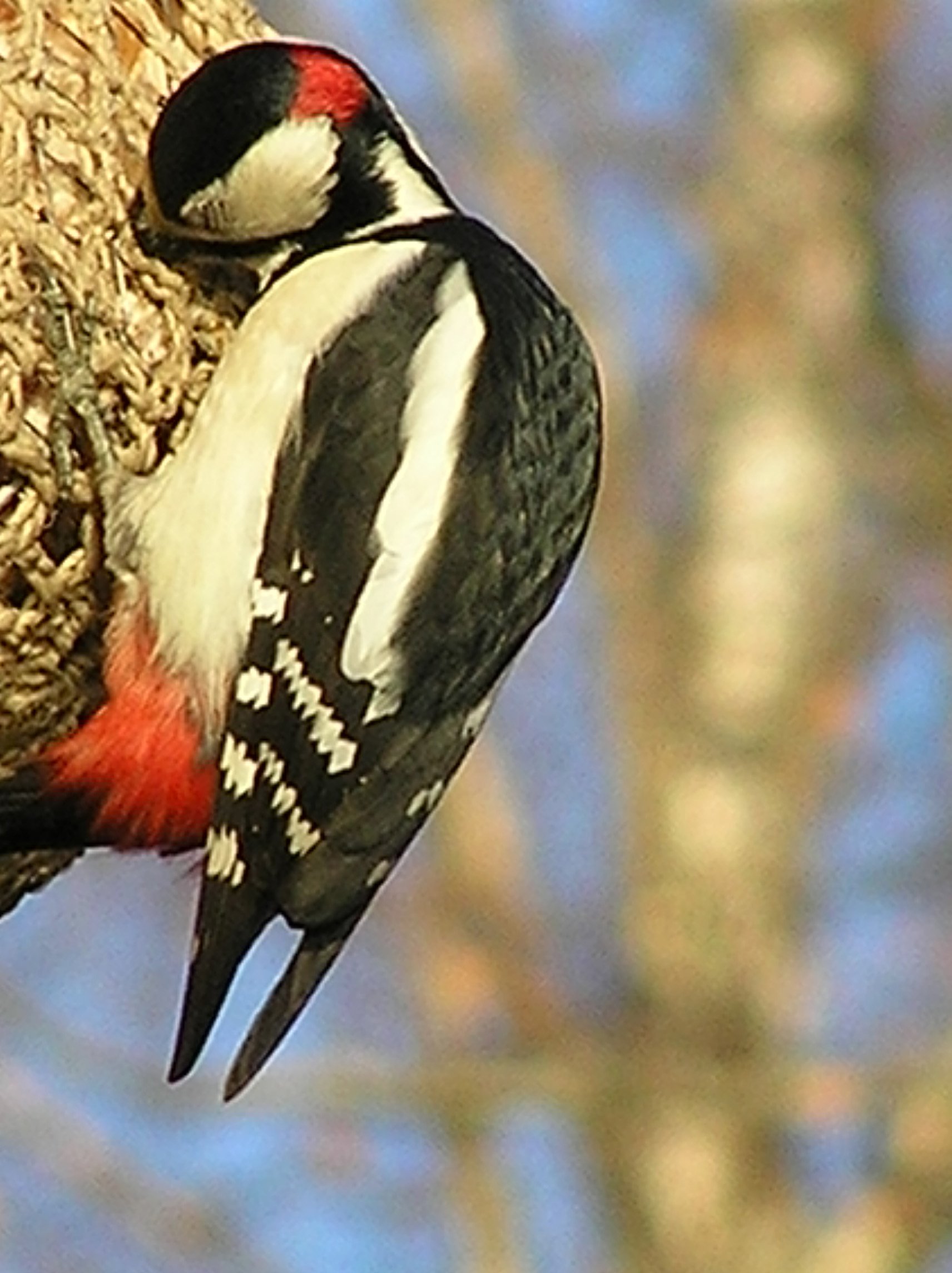 Greater spotted woodpecker